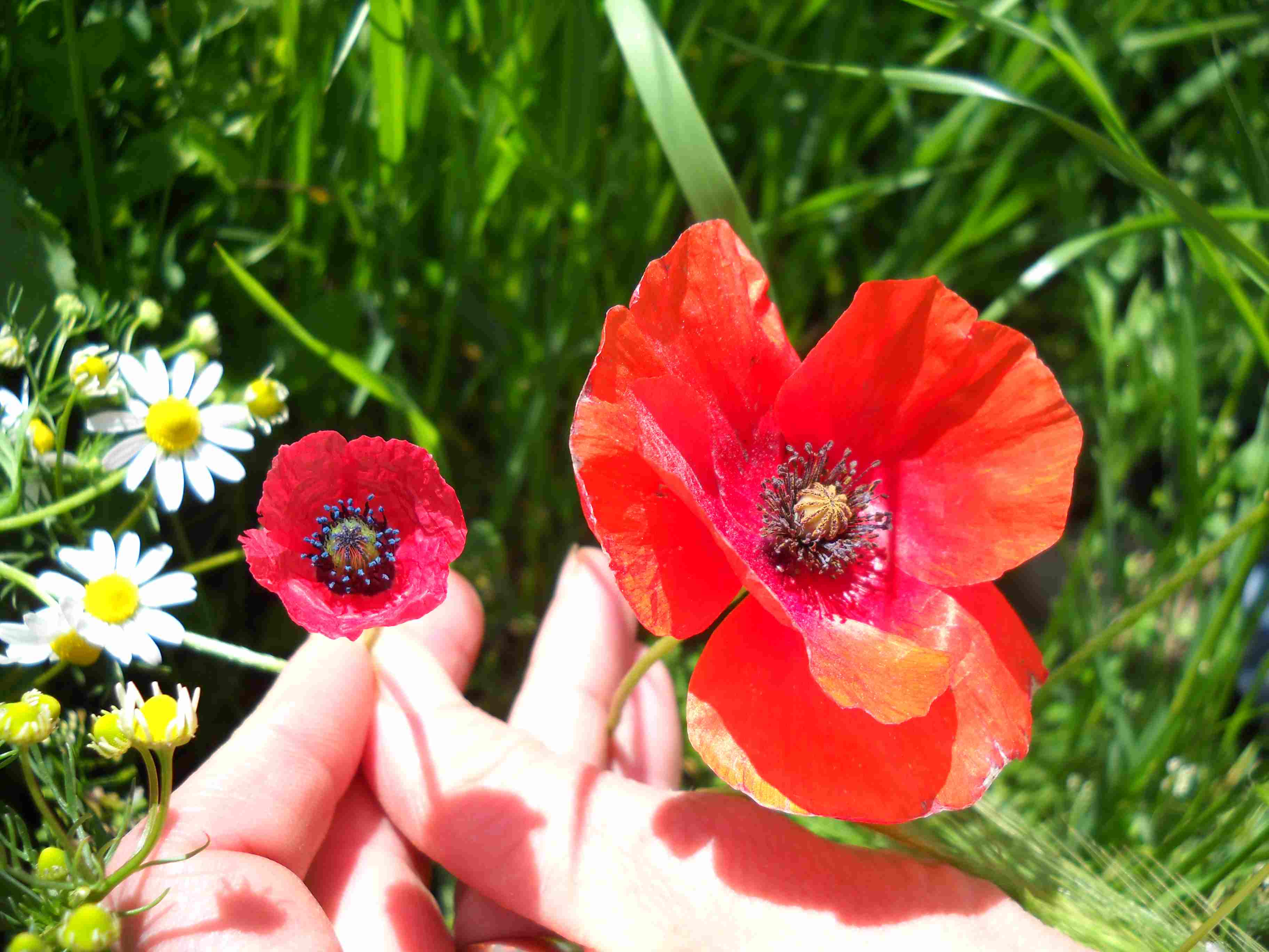 Papaveri da identificare