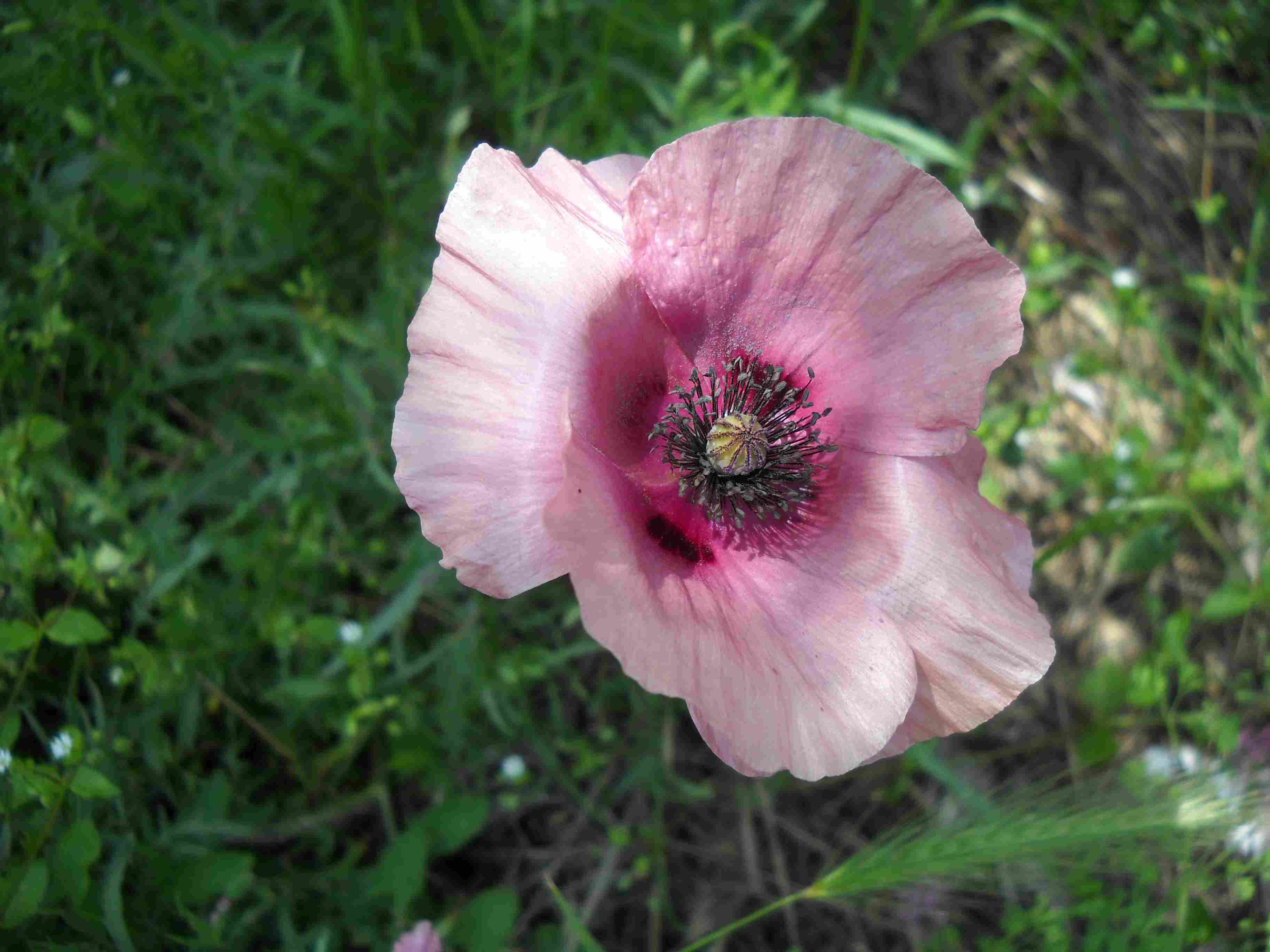 Papaveri da identificare