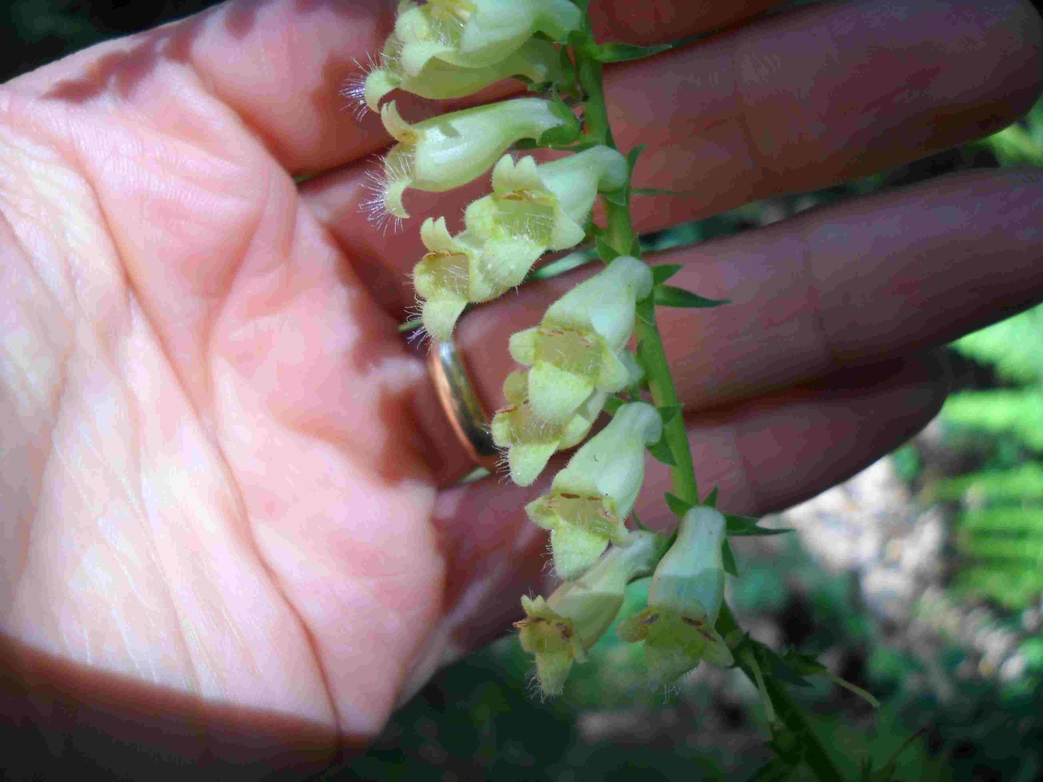 Digitalis lutea