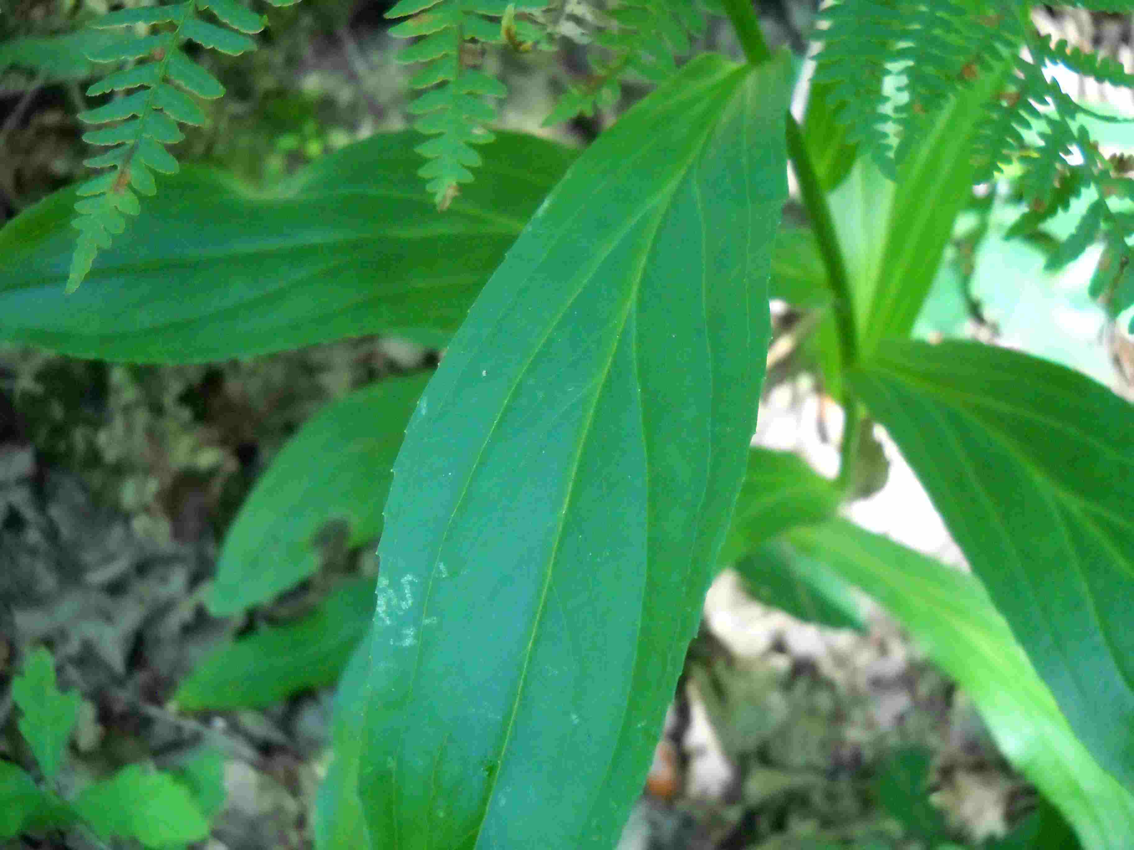 Digitalis lutea