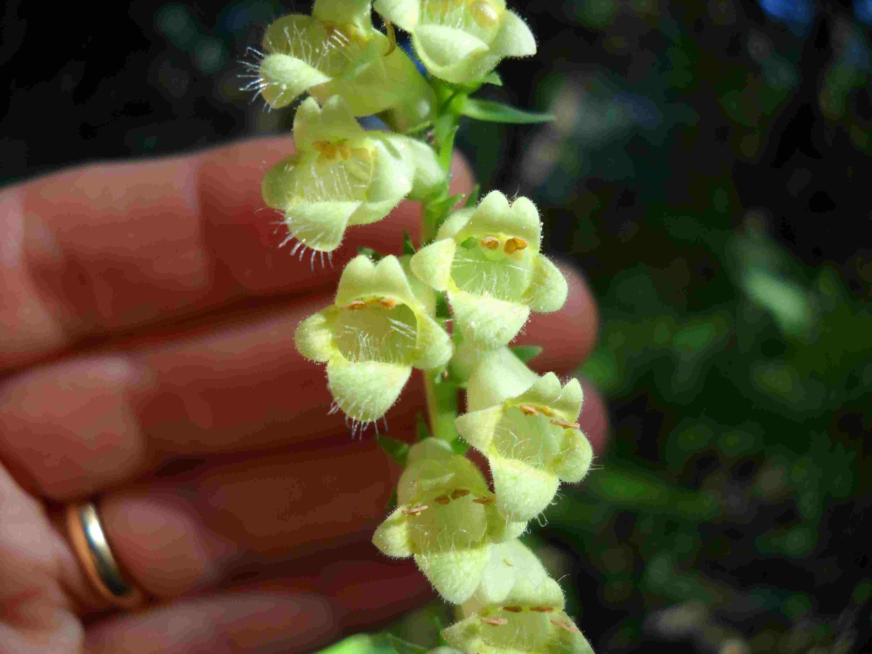 Digitalis lutea