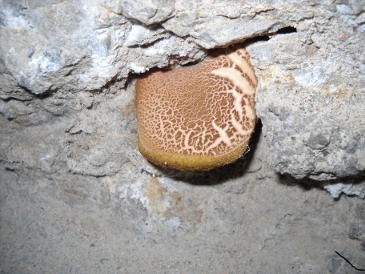 fungo nel muro 2