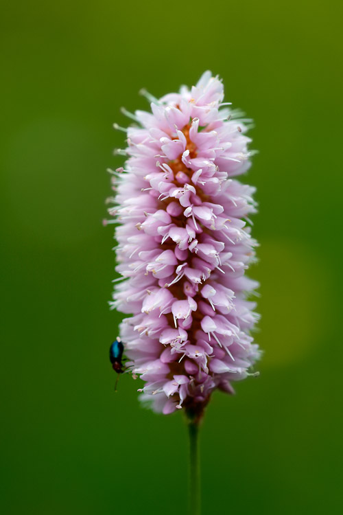 Fiore di prato a passo Gardena - Bistorta officinalis