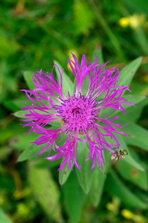 Ancora a Passo Gardena - Centaurea nervosa