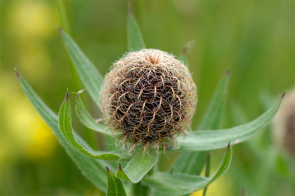 Ancora a Passo Gardena - Centaurea nervosa
