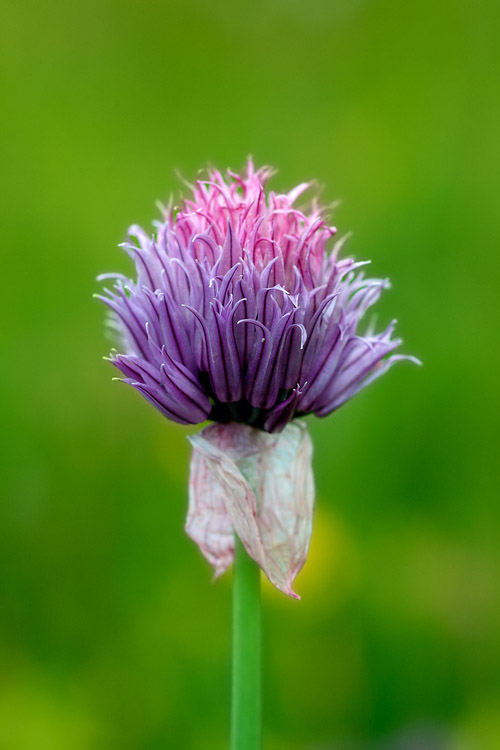 Alta Badia - Allium schoenoprasum