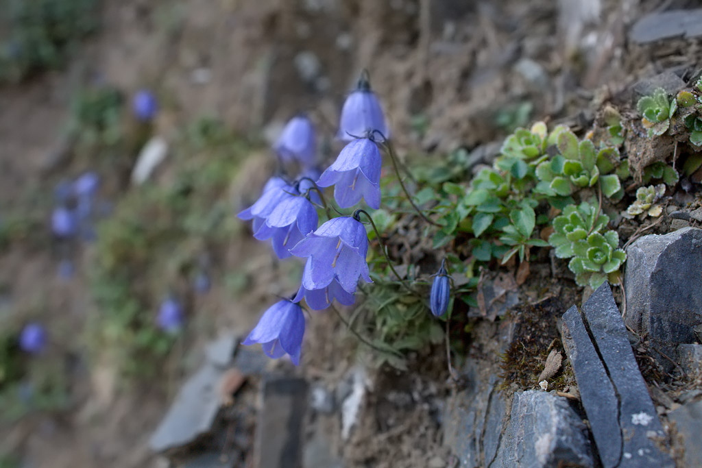 Campanulacea, Alto Adige - Campanula cochleariifolia