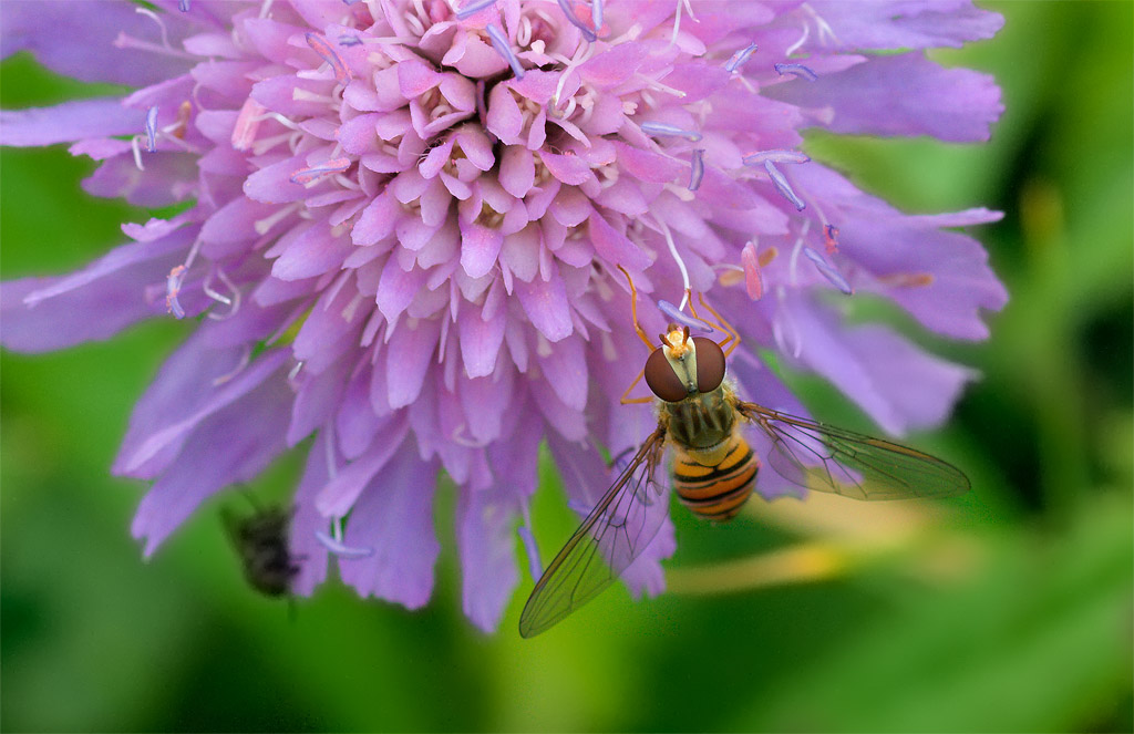 Altro fiore di campo delle Dolomiti - Knautia sp.