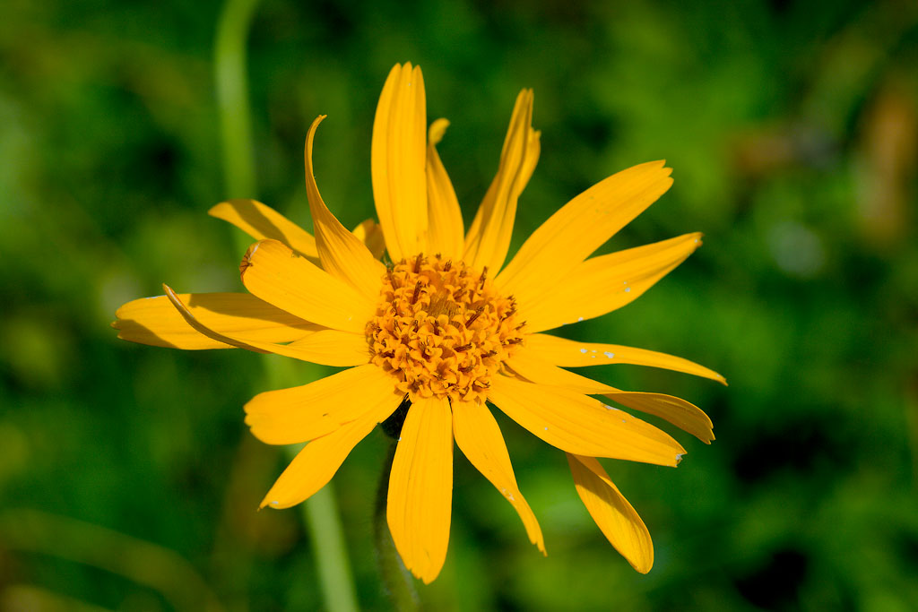 Arnica montana / Arnica