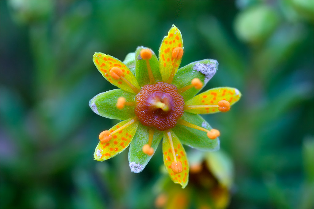 Saxifraga aizoides / Sassifraga autunnale