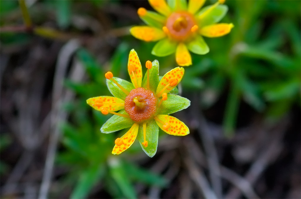 Saxifraga aizoides / Sassifraga autunnale