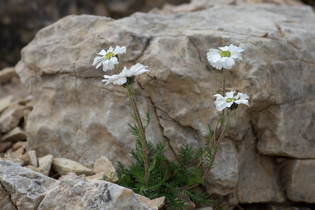 Achillea barrelieri subsp. oxyloba / Millefoglio dei macereti