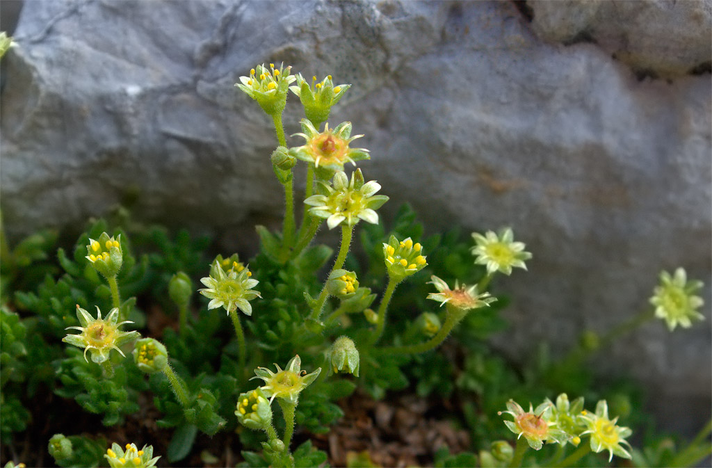 Saxifraga sedoides / Sassifraga setolosa