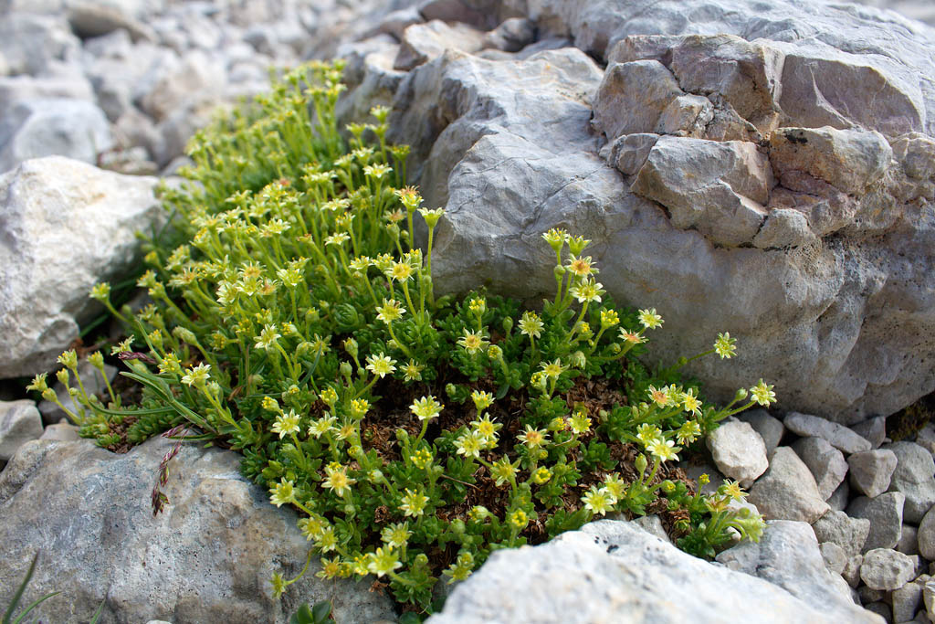 Saxifraga sedoides / Sassifraga setolosa
