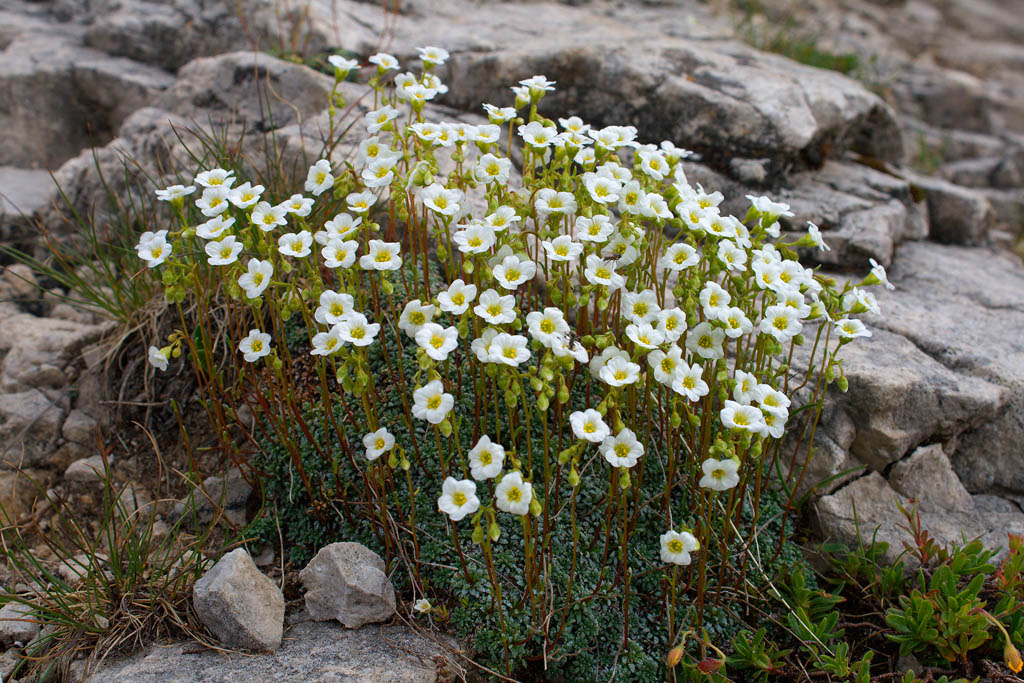 Saxifraga cesia e Saxifraga squarrosa a confronto