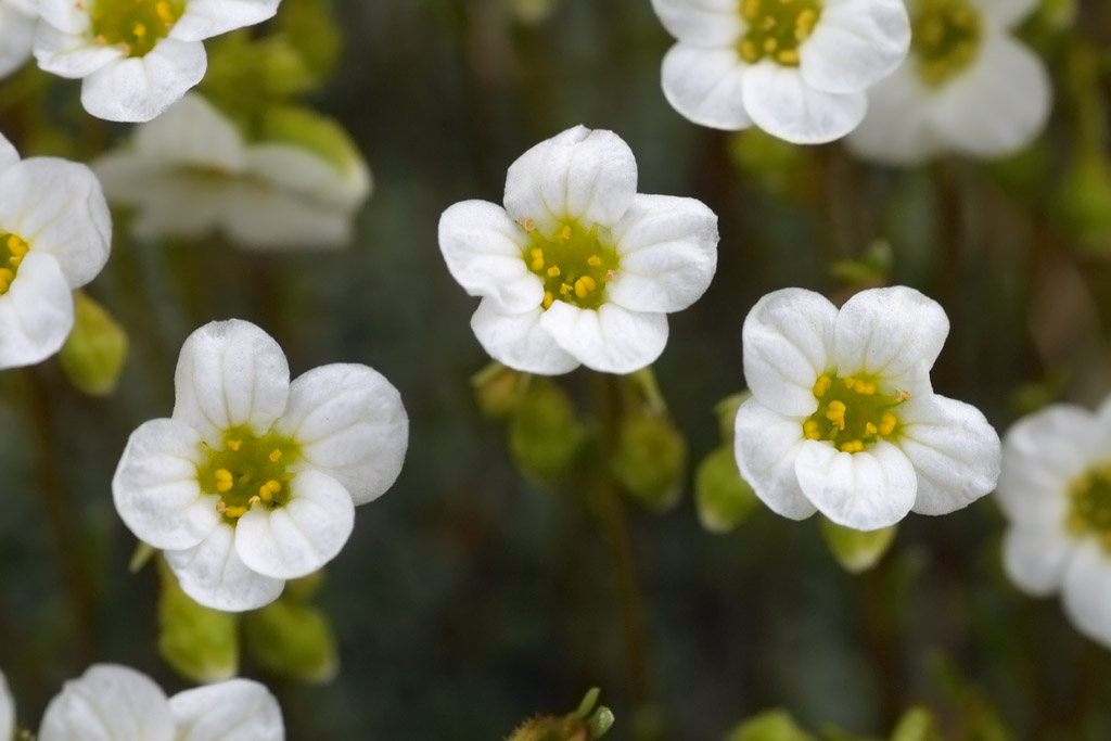Saxifraga cesia e Saxifraga squarrosa a confronto
