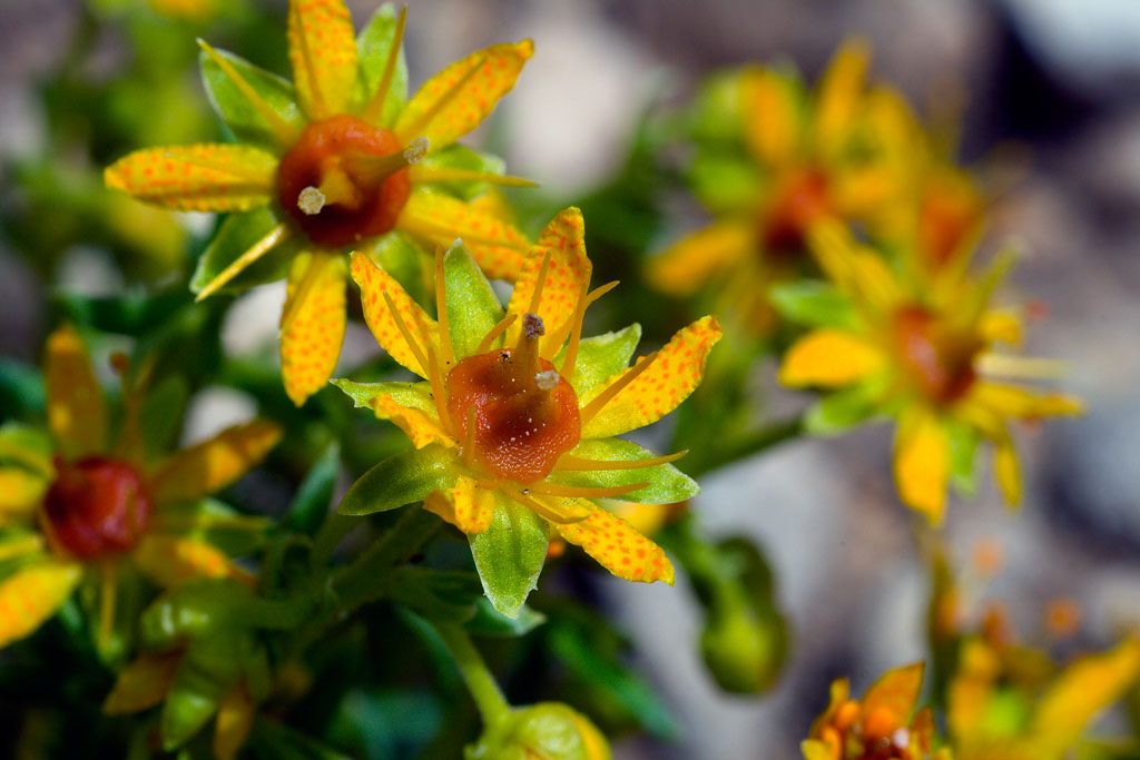 Saxifraga aizoides / Sassifraga autunnale