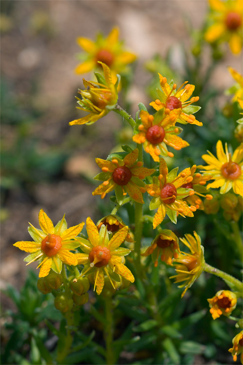 Saxifraga aizoides / Sassifraga autunnale