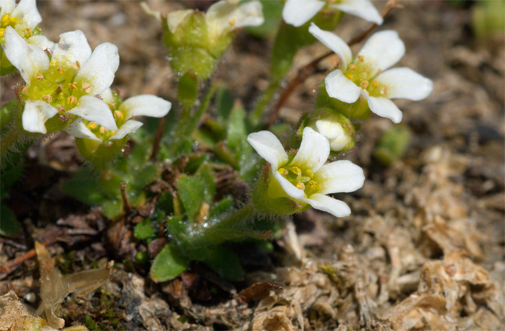 Saxifraga androsacea / Sassifraga rosulata