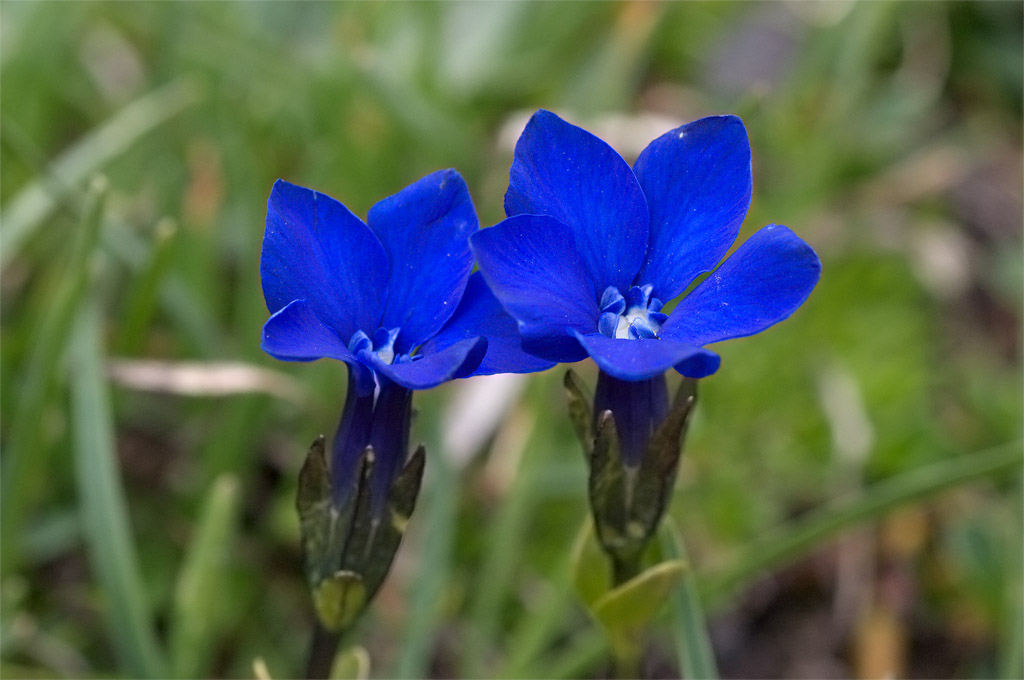 Gentiana orbicularis / Genziana a foglie rotonde