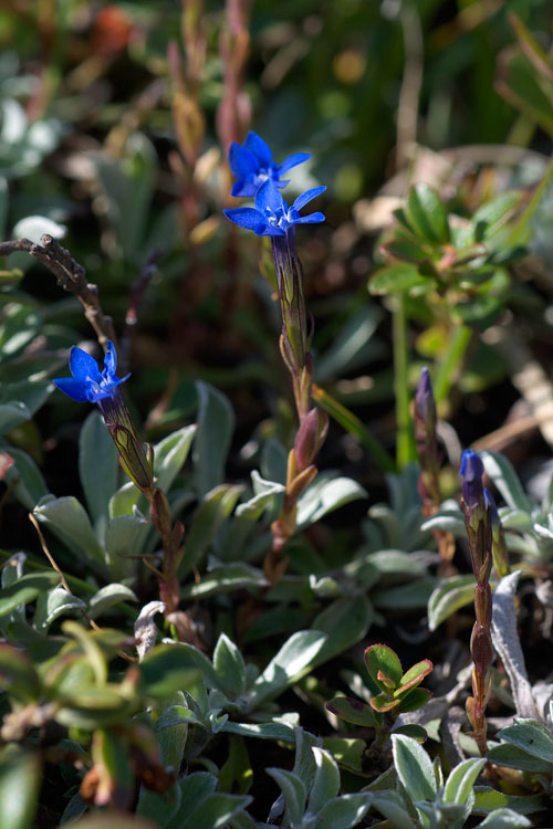 Gentiana nivalis