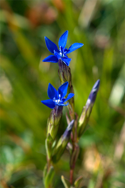 Gentiana nivalis