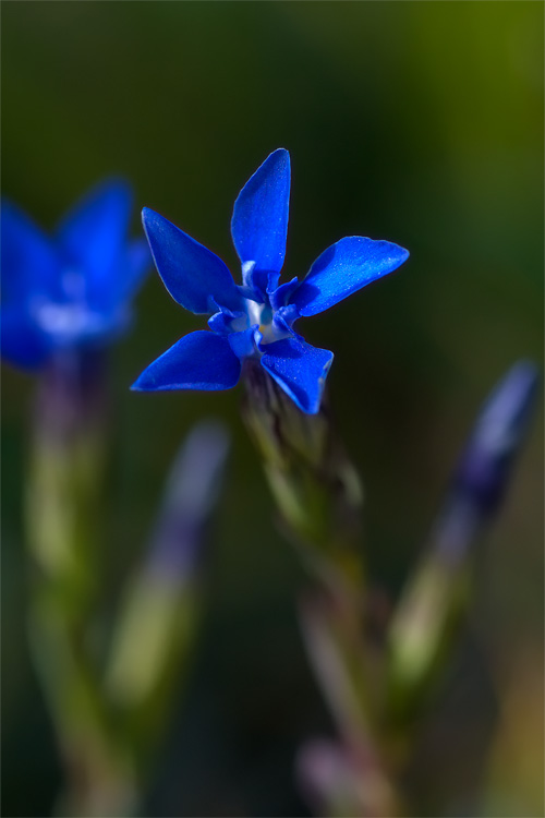 Gentiana nivalis