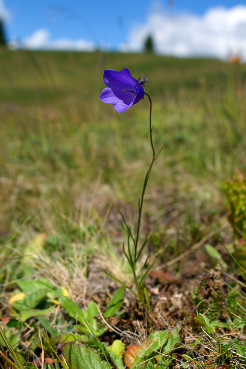Campanula scheuchzeri