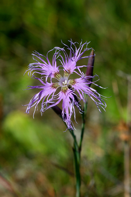 Dianthus superbus