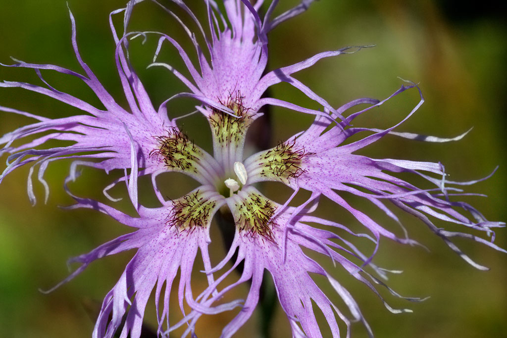 Dianthus superbus