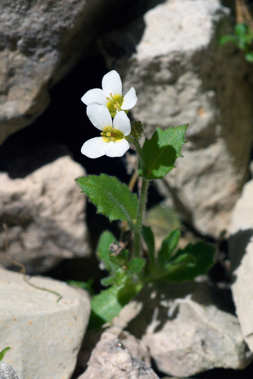 Arabis alpina subsp. alpina / Arabetta alpina