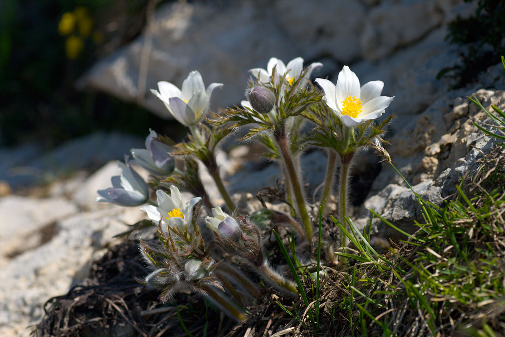 Pulsatilla Alpina