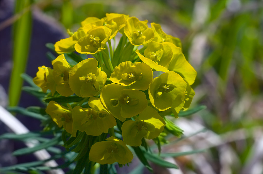 Euphorbia cyparissias