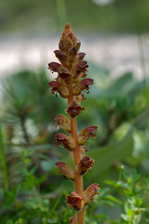 Orobanche cfr. gracilis