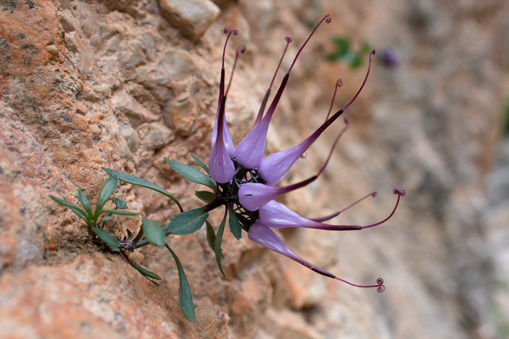 Physoplexis comosa / Raponzolo di roccia