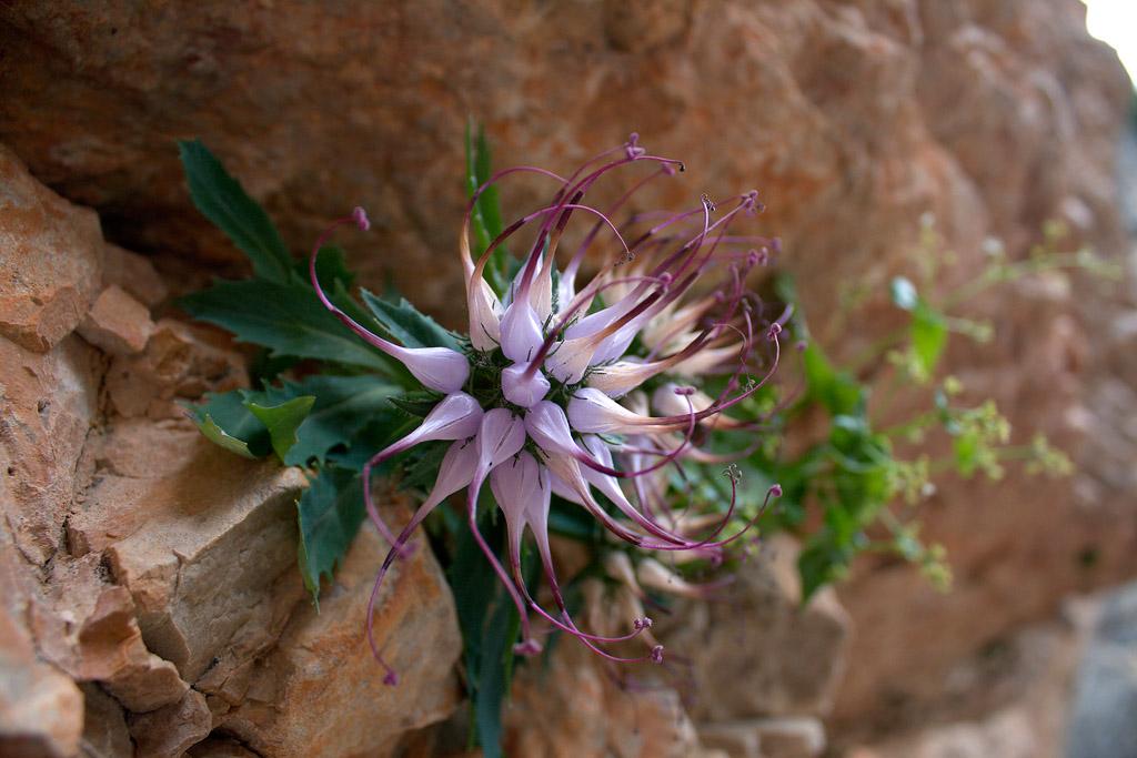Physoplexis comosa / Raponzolo di roccia