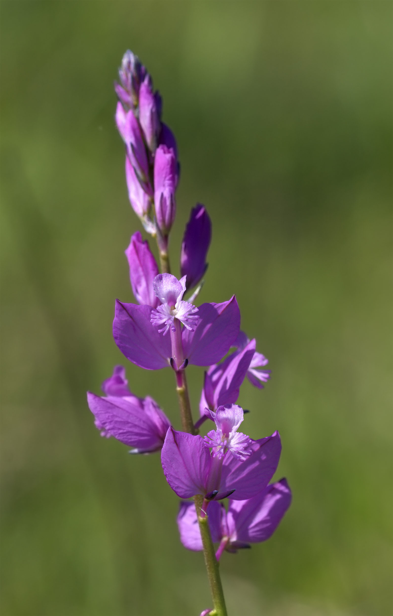 Fiore delle colline Bolognesi -  Polygala sp