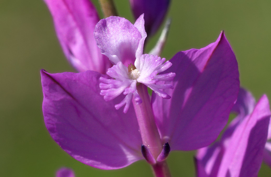 Fiore delle colline Bolognesi -  Polygala sp