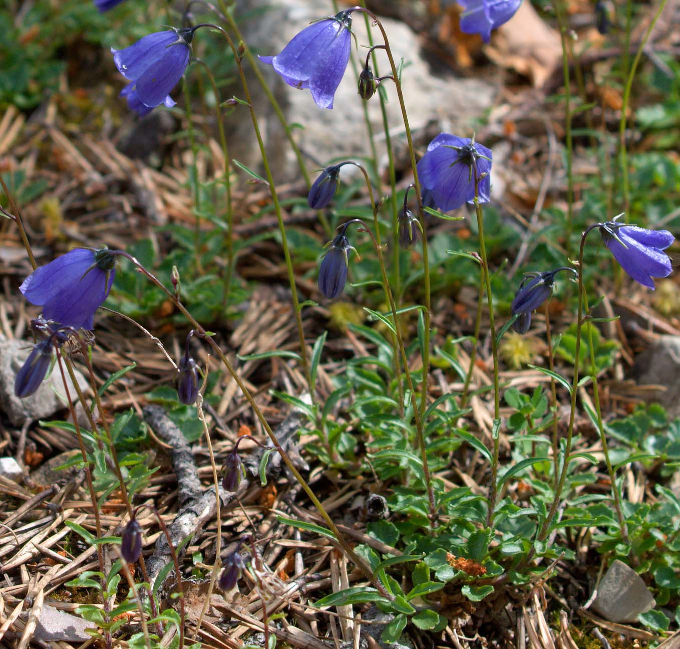 Campanula scheuchzeri