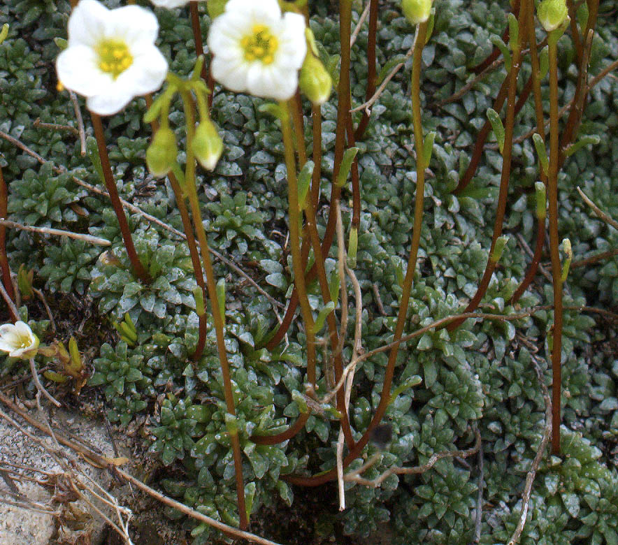 Saxifraga cesia e Saxifraga squarrosa a confronto