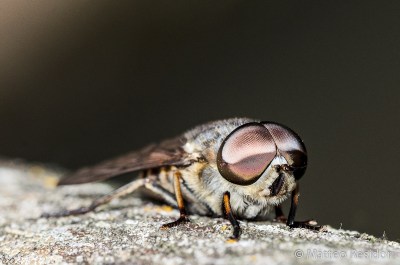 Identificazione insetto: Tabanus sp. (Tabanidae) maschio