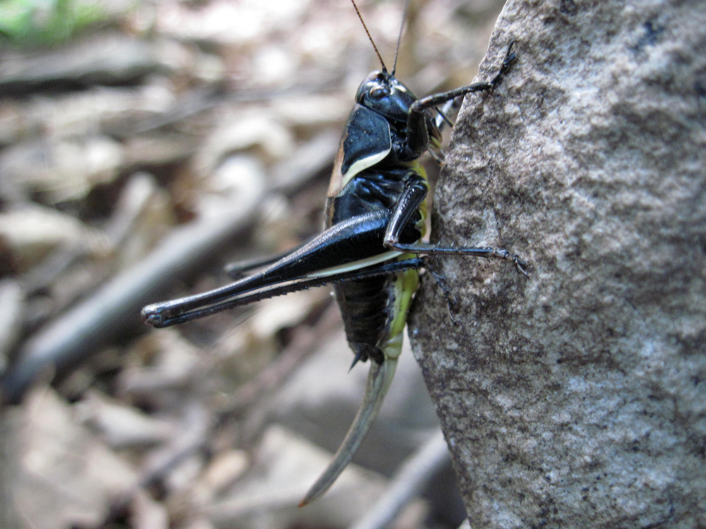 Colli Euganei: Invasione di Cavallette: Pholidoptera aptera