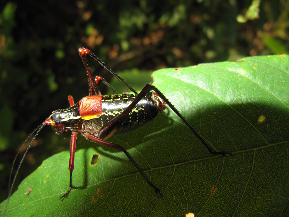 Colli Euganei: Invasione di Cavallette: Pholidoptera aptera