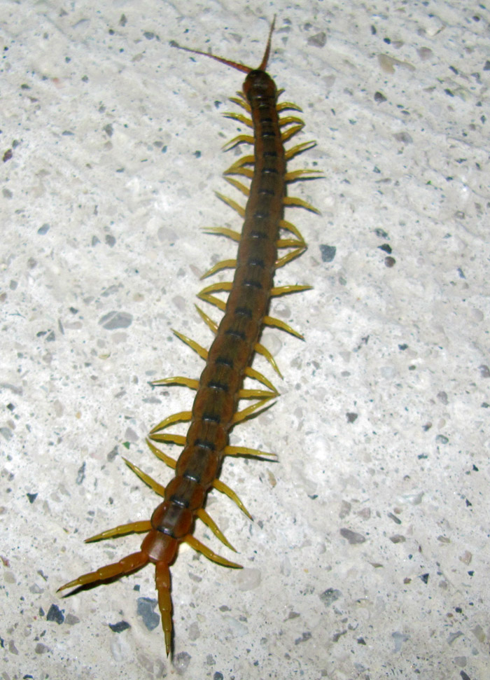 Identificazione insetto: chilopode ? Scolopendra cingulata