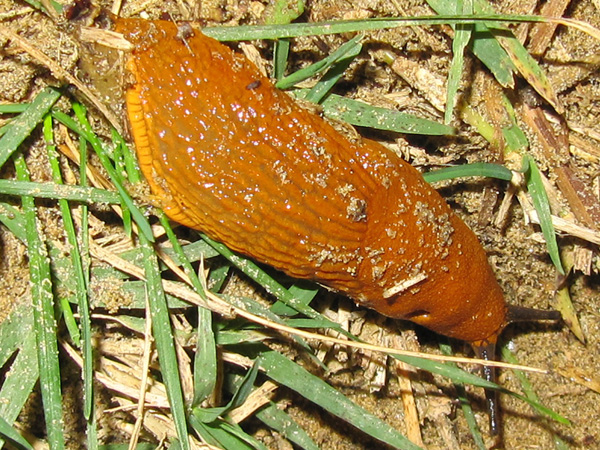 Identificazione Limax da Brussa-Caorle (Veneto)