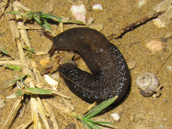 Identificazione Limax da Brussa-Caorle (Veneto)