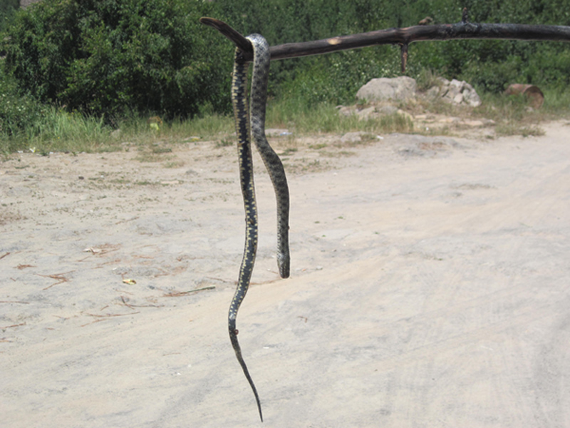 Turchia2: Natrix tessellata