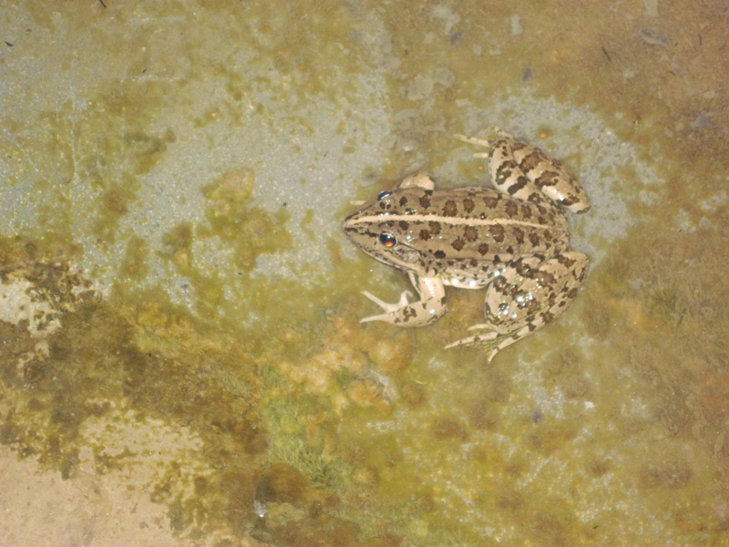 Turchia: Identificazione Pelophylax sp.