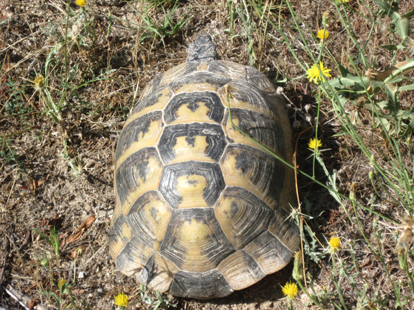 Turchia1: Testudo graeca