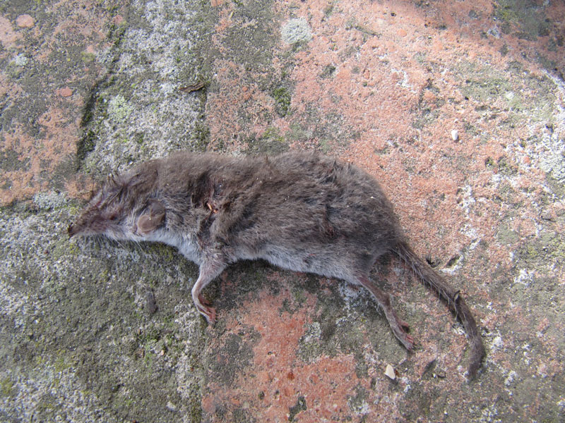 Identificazione : toporagno d''acqua? Crocidura ventre bianco